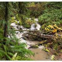 Redwood Nature Trail Falls