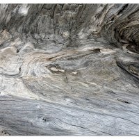 Cape Blanco Driftwood