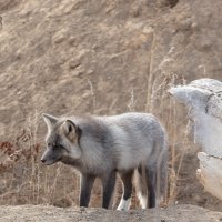 LRCC_StaringFox_sRGB_FW_TAP45406