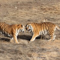 LRCC_TigerTussle2_sRGB_FW_TAP45257