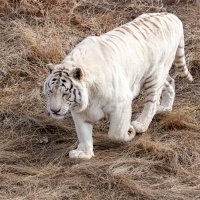 LRCC_WhiteTiger_sRGB_FW_TAP45085