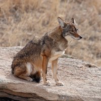 LRCC_Coyote_sRGB_FW_TAP45027