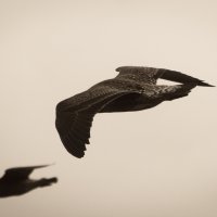 Gull