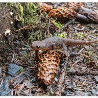 Creatures of the Forest