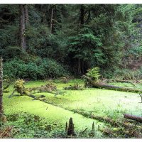 Primeval Swamp