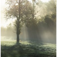 Morning Mist in the Field