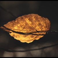 Beech Leaf 1