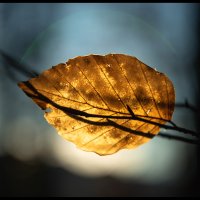 Beech Leaf 2