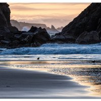 Black OysterCatchers along the shore.