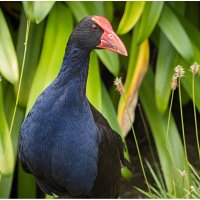 Pukeko
