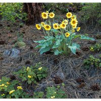Arrow Leaf Balsam Root