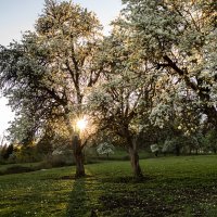April Apple Blossoms