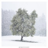 Blooming apple trees in a snowstorm