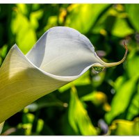 Calla Lily