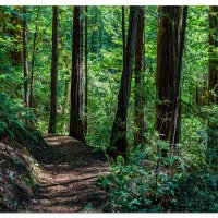 Oregon's Redwoods