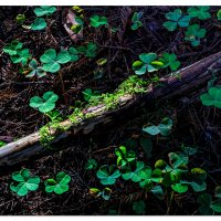 Redwoods Nature Trail