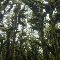 G0blin Forest