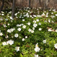 20200320_untitled2581_AmyEarl