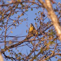A little bird in a tree