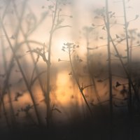 Field of the rising sun