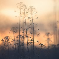 Three Plants in the Morning