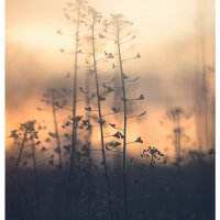 Three Plants In The Morning