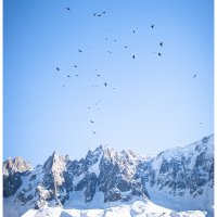 Birds In Chamonix
