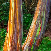 2817 Rainbow Eucalyptus Trees_850.jpg