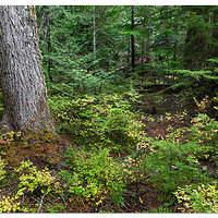 Fall Along the Wonderland