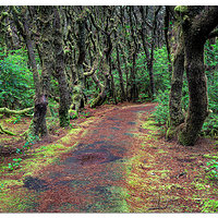 Carl Washburn Forest