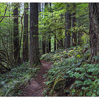 Trapper Creek Trail