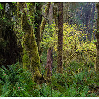 Bogachiel in the Fall