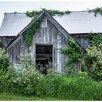 Overgrown