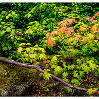 Colonial Creek Trail