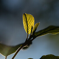 Growth