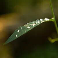 Drop of Life