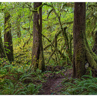 Calawah Woods