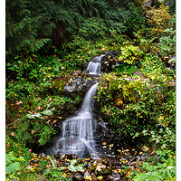 Calawah Roadside Falls