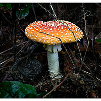 Forest Floor Fungi