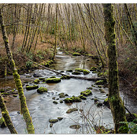 Alder Grove