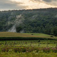 Cornfield