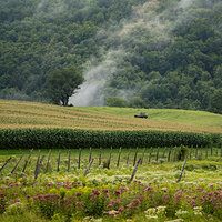 Cornfield and Mist