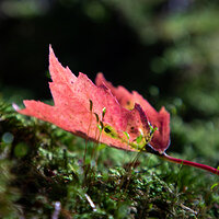 Maple Leaf