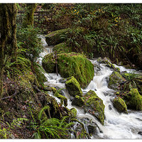 Redwood Nature Trail