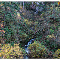 Fall In The Dell