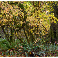 Fall Along the Queets