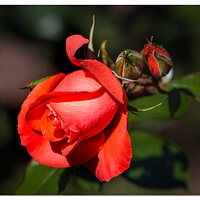 Shore Acres Rose