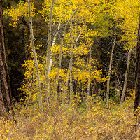 Between Two Pines.jpg