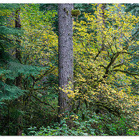 Perimeter Trail