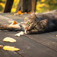 Cat Portrait